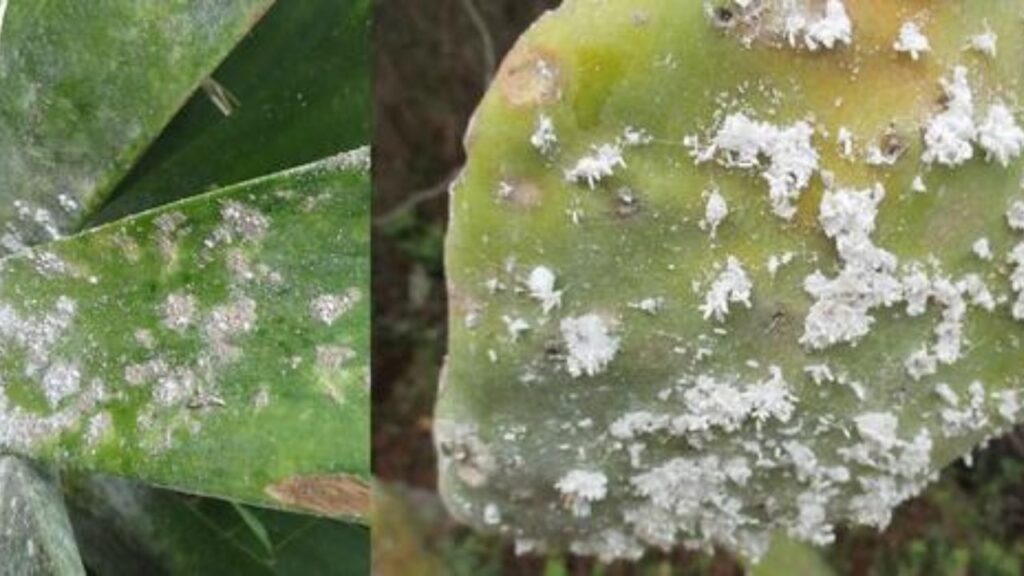 Come Eliminare Le Cocciniglie Cotonose Dalle Tue Piante