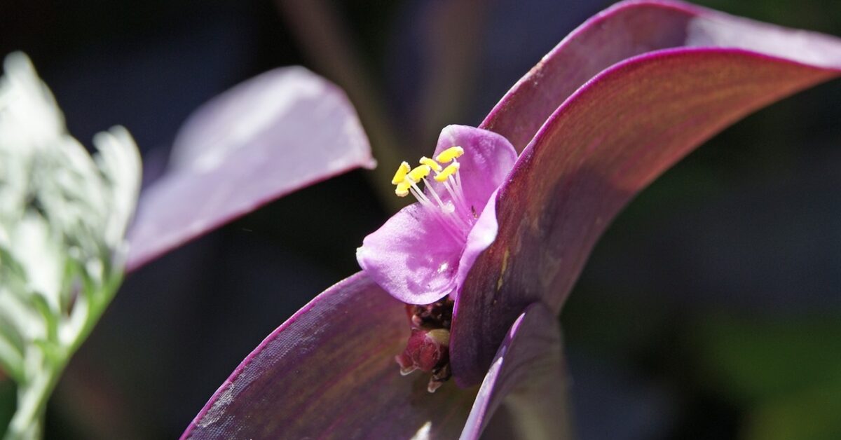 Erba Miseria Come Coltivare Prendersi Cura Della Tradescantia Pallida