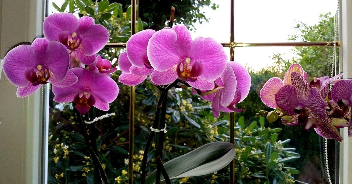 Risveglia Le Tue Anthurium E Le Orchidee Con Una Bevanda Fatta In Casa