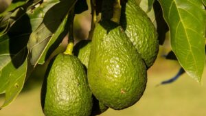 Albero di avocado: come provare a coltivarlo