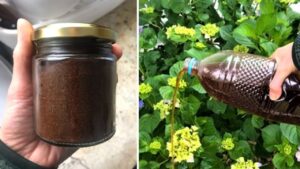 I benefici del caffè per le piante del giardino