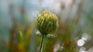 Carota selvatica: tutte le proprietà e gli usi