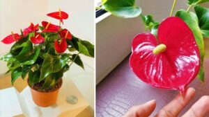 Come curare una pianta di Anthurium per farla crescere bene e rigogliosa