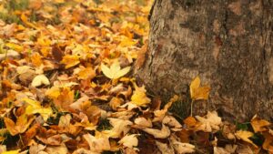 Foglie secche: perché non bisogna toglierle dal giardino