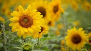 Girasole: tutti i benefici di questo fiore