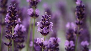 Come far fiorire al meglio la pianta di lavanda