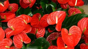 Anthurium: le variabili da tenere sotto controllo per una crescita corretta