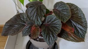 Begonia: una pianta d’appartamento molto adattabile