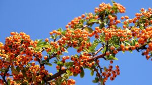 Come decorare il tuo giardino in inverno? Rendilo vivo coltivando piante e fiori colorati