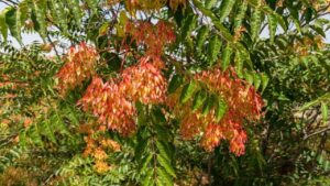 Ailanto, l’albero del paradiso: tutto quello che dovete sapere su questa magnifica pianta