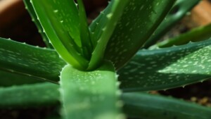 I migliori modi per coltivare al meglio la tua Aloe Vera