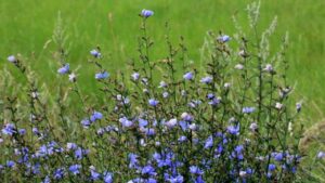 Tutto ciò che devi sapere sulla cicoria da campo