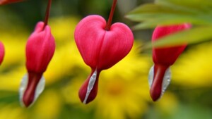 Il cuore sanguinante, il fiore più decorativo da avere in giardino