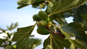 Cosa succede se hai un fico in giardino – i benefici inaspettati