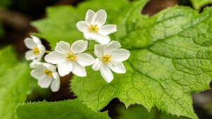 I magnifici e misteriosi fiori scheletrici che diventano trasparenti a contatto con l’acqua