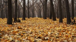 Foglie secche: non raccoglierle aiuterà il pianeta