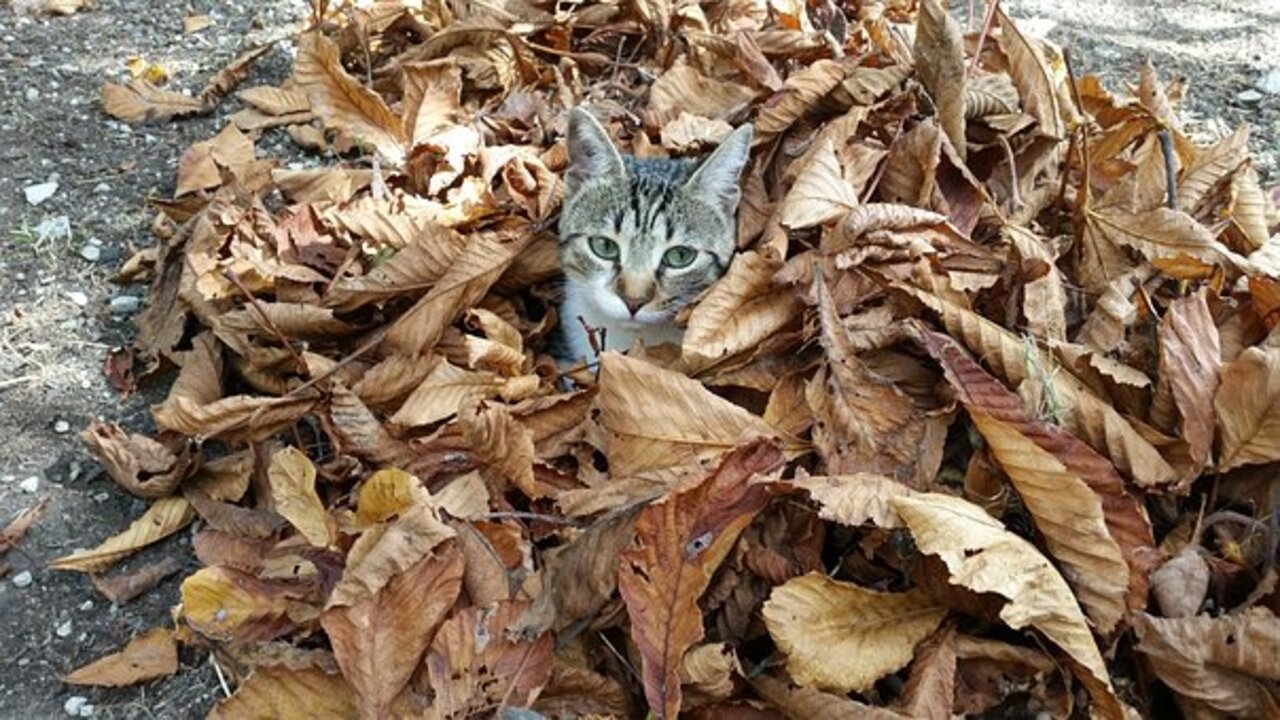 foglie e gatto