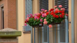 Scopriamo quali piante sono utili per allontanare gli insetti da casa