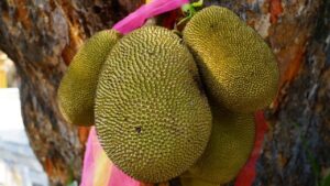 Vi presentiamo il jackfruit: il frutto più grande del mondo