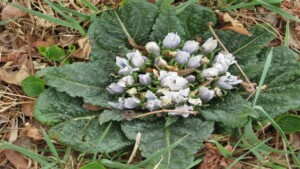 La mandragora, scopriamo questa misteriosa pianta: le sue radici ricordano il viso di un bambino appena nato