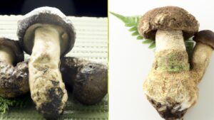 Andiamo a scoprire il Matsutake, un fungo molto pregiato