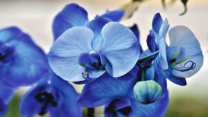 Segui questi consigli e la tua orchidea sarà bella e rigogliosa