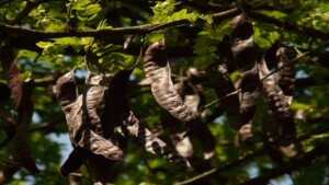 Le piante da frutto dimenticate da tutti, salutari e di facile gestione