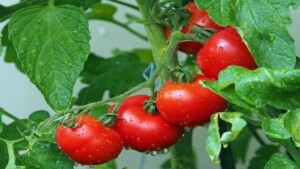 I migliori modi per coltivare pomodori ricchi di sapore