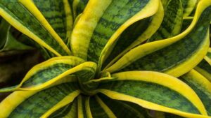 Sansevieria: soluzioni efficaci per risolvere ì problemi più comuni di questa pianta