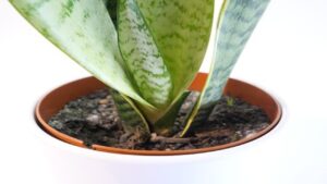 Se utilizzi questo COMPOSTO la tua Sansevieria sarà forte e rigogliosa