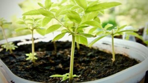 Come avere un giardino pieno di piante verdi senza spendere una fortuna