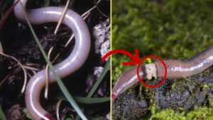 Se trovi un verme con una fascia bianca intorno nel tuo giardino o orto, devi eliminarlo il prima possibile