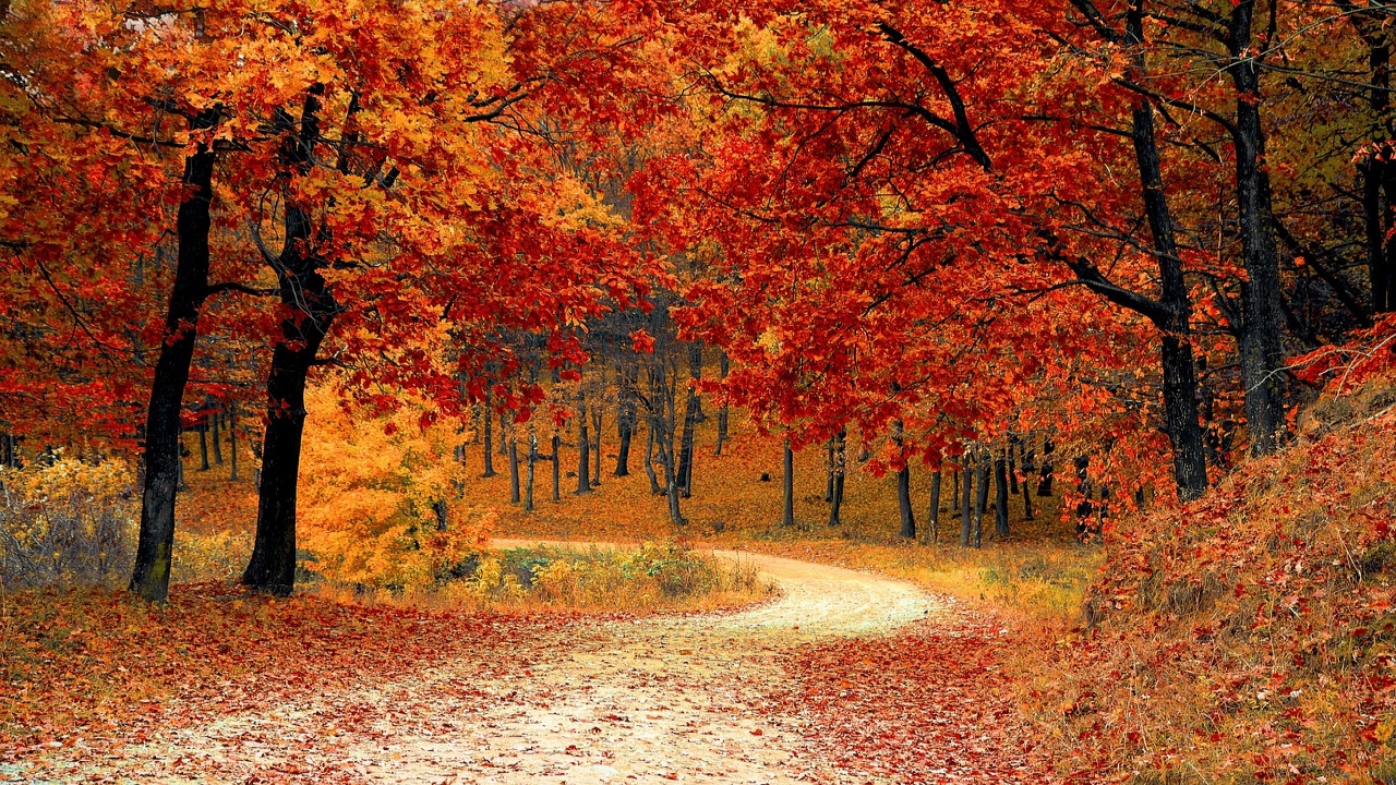 viale alberato in autunno