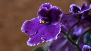 Ami la tua Violetta africana ma non sai come prendertene cura: segui questi semplici consigli