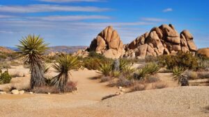 Yucca: come coltivare la pianta del deserto