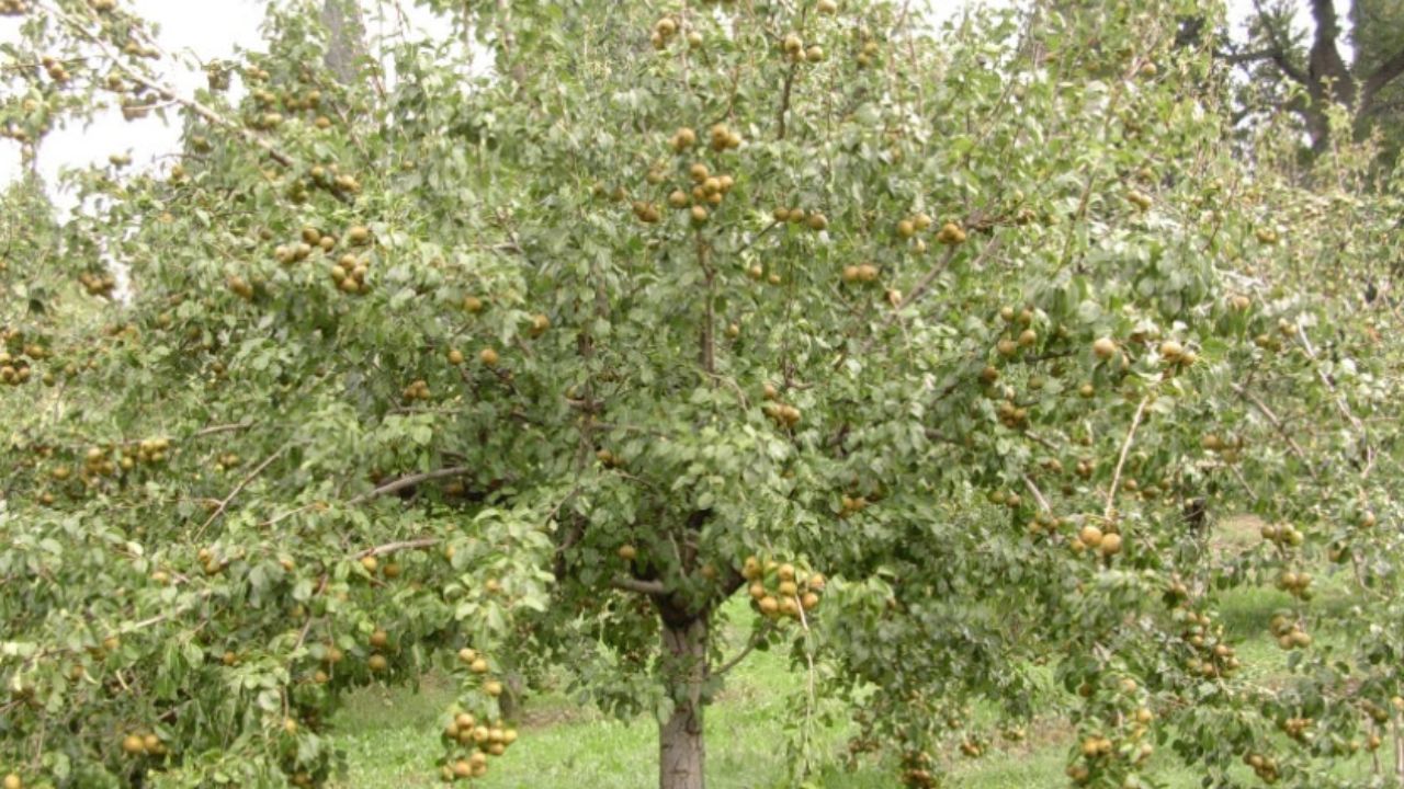 albero pieno di frutti
