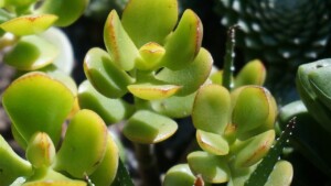 Albero dei soldi, se te ne prendi cura con con questo metodo segreto fiorirà spesso: pochi lo fanno