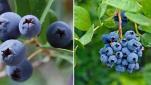 Il mirto: un approfondimento su questa pianta che profuma di Mediterraneo