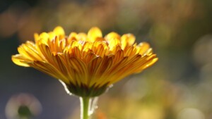 Perché dovresti piantare piantine di calendula vicino ai pomodori