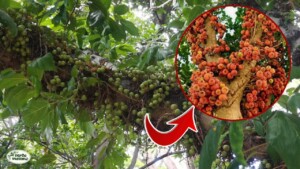 Fichi sicomori, i fichi degli Egizi: pochi sanno che per farli maturare bisogna fare la punzonatura dei frutti ancora acerbi