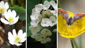 Perché i primi fiori di primavera sono spesso bianchi o gialli