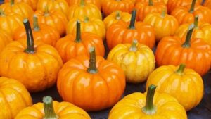 Una zucca in miniatura unica nel suo genere: la Jack Be Little