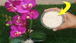 Mettine una manciata di questo cereale sulla tua orchidea e crescerà bella e rigogliosa