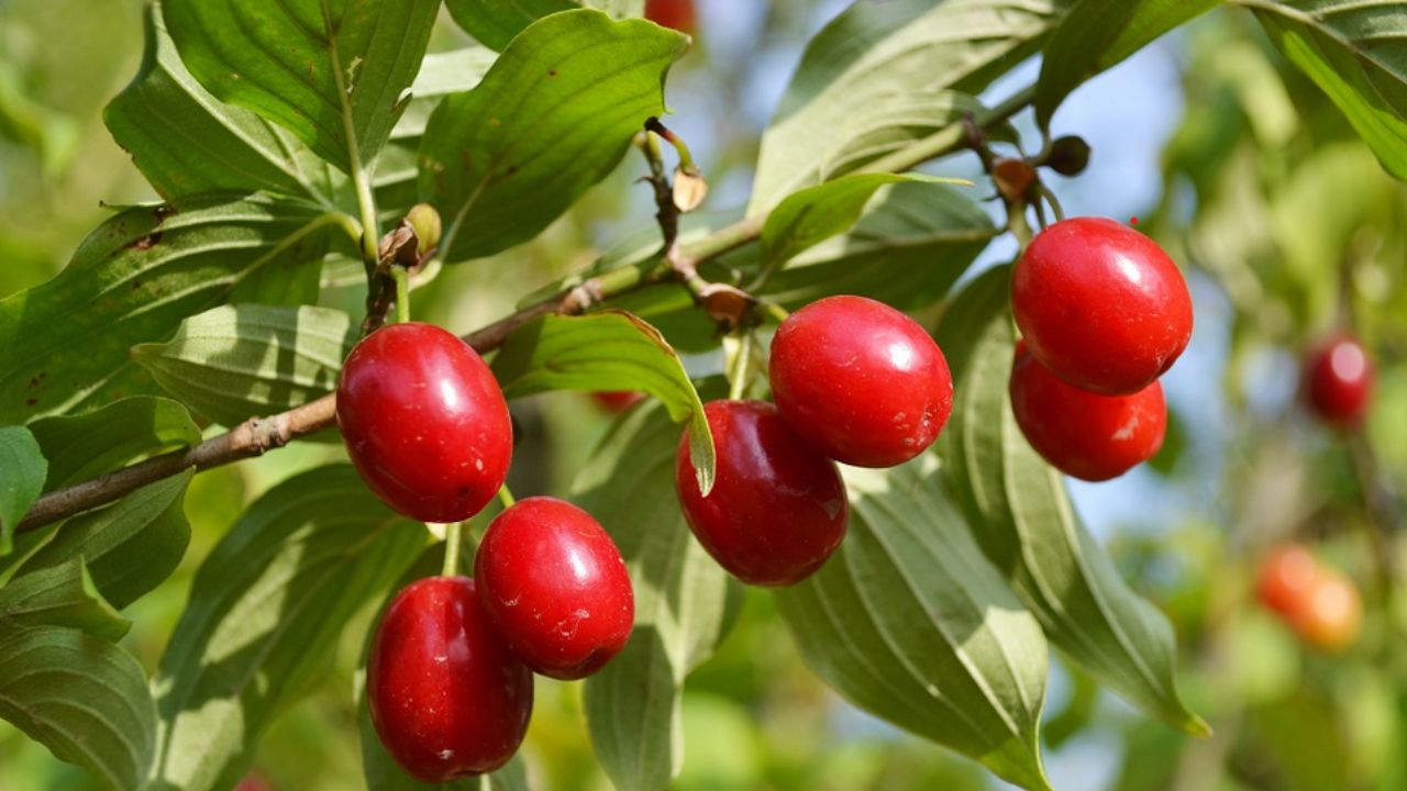 frutta rossa appesa al ramo