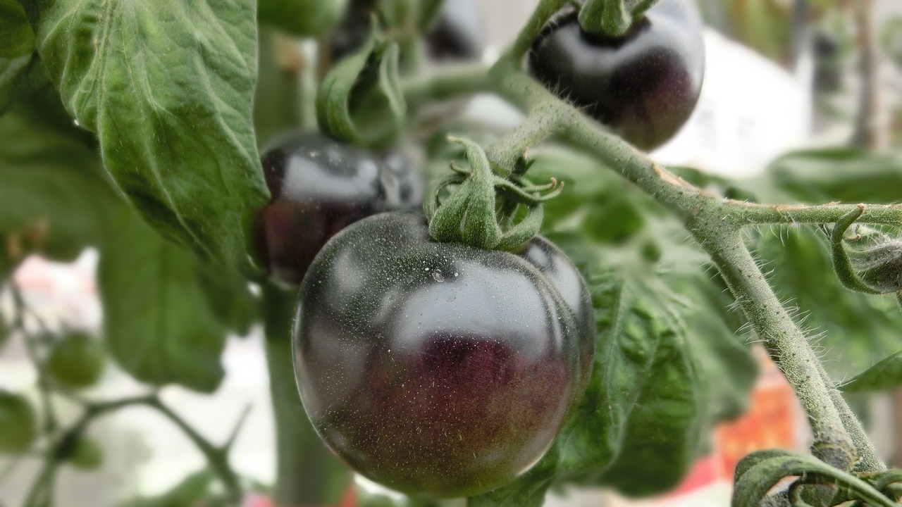 pianta di pomodori neri