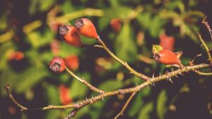 La rosa canina, una bacca poliedrica