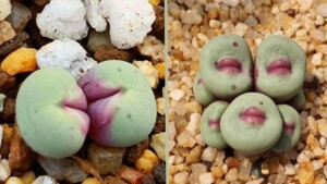 Conophytum pageae: cosa sappiamo sull’affascinante pianta grassa con labbra simili a quelle umane