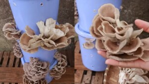 Coltivare funghi a casa con l’aiuto di un secchio è semplicissimo: non li comprerai più al negozio