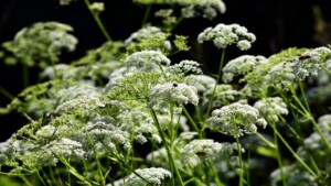 Ad aprile fiorisce una pianta altamente velenosa facile da confondere con una innocua, ecco come riconoscerla