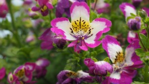 Schizanthus: non puoi non averle, ecco come coltivare le bellissime Orchidee dei poveri